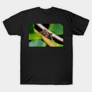 Unique and organic photo of a bagworm (emerged) T-Shirt